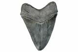 Serrated, Fossil Megalodon Tooth - South Carolina #285014-1